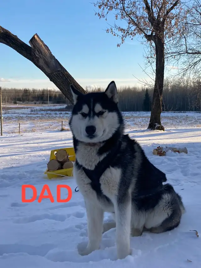 Siberian Husky puppies - Photo 5