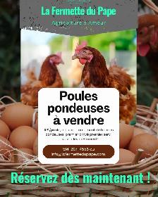 Poules pondeuses /Laying Hens