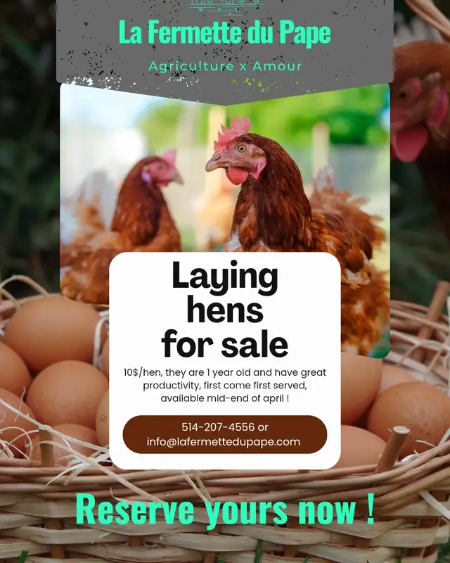 Poules pondeuses /Laying Hens - Photo 2