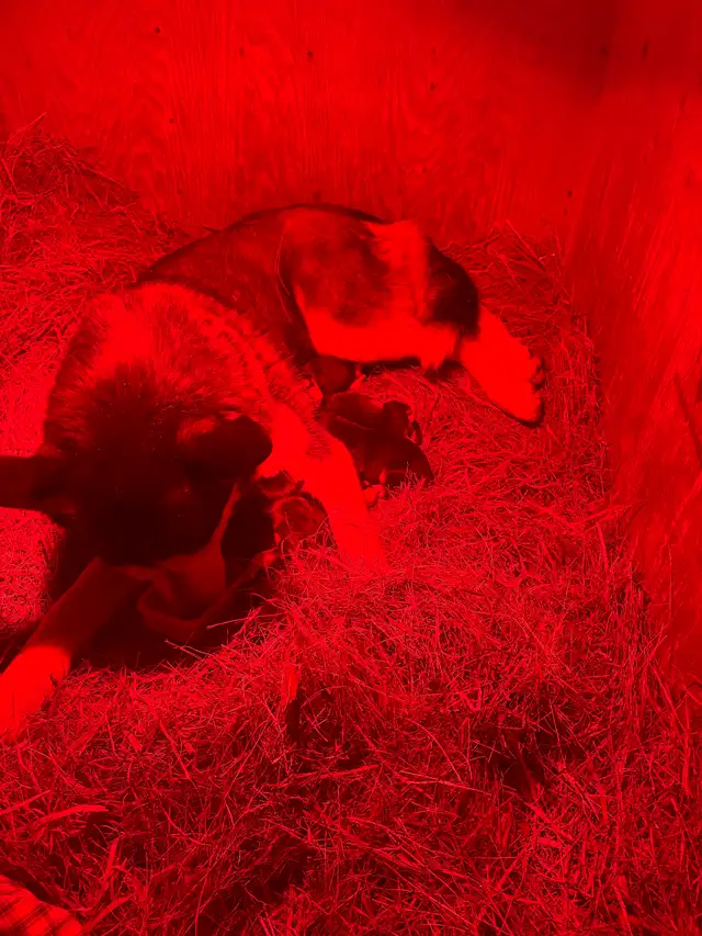 Siberian Husky Puppies