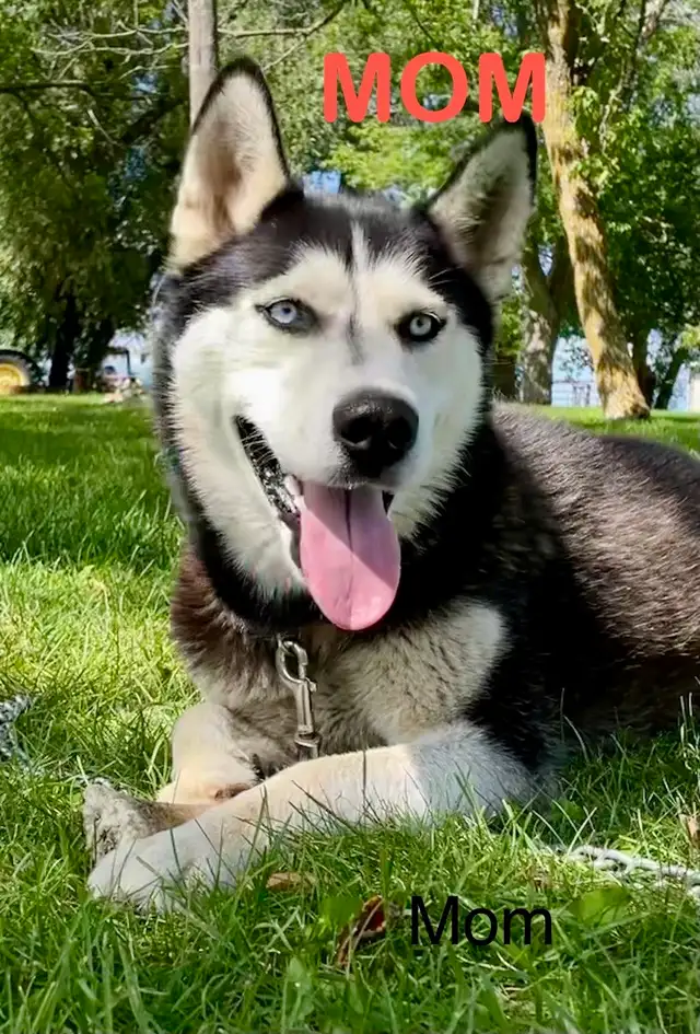 Siberian Husky Puppies - Photo 3