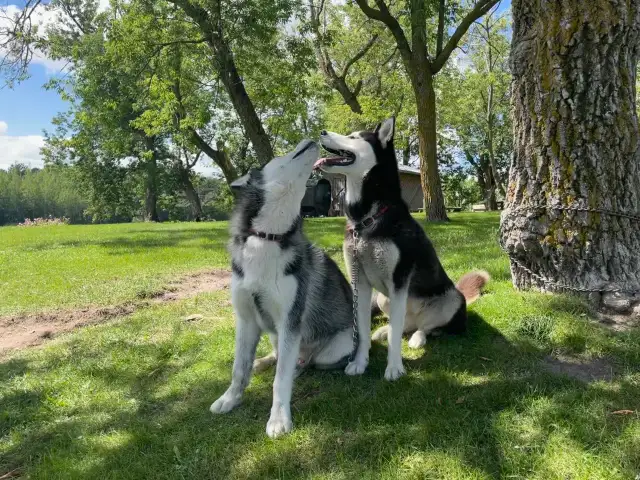 Siberian Husky Puppies - Photo 4