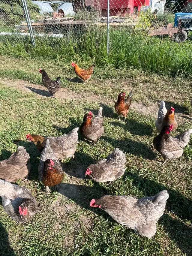 beautiful laying hens