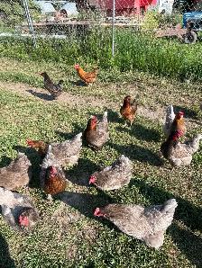 beautiful laying hens