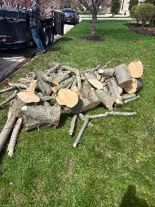 FREE FIREWOOD