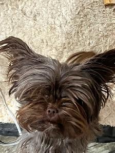 2 Year old Chocolate Intact Female Yorkie
