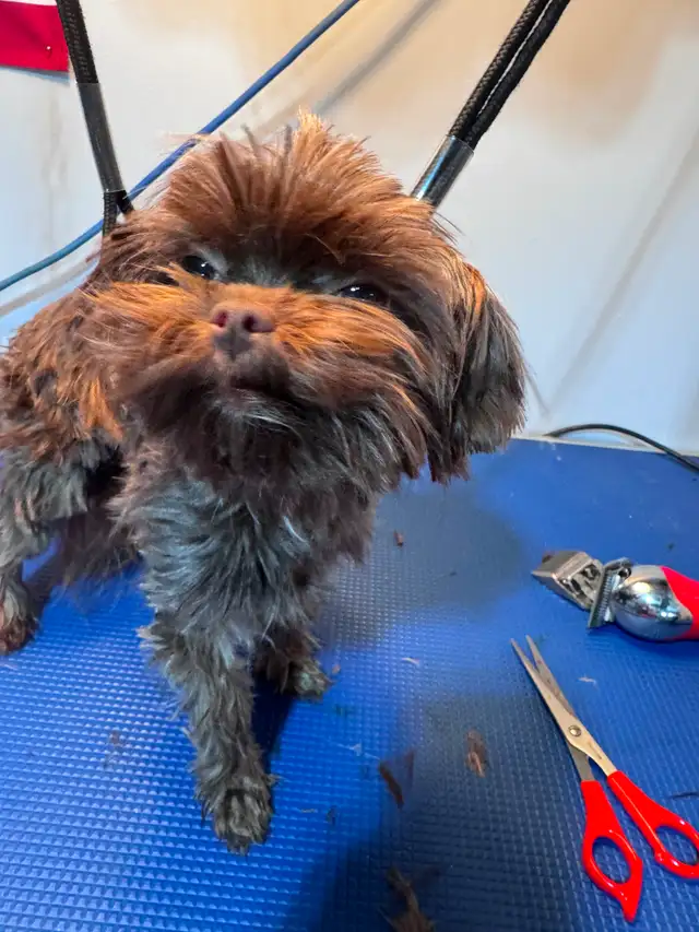 2 Year old Chocolate Intact Female Yorkie - Photo 2