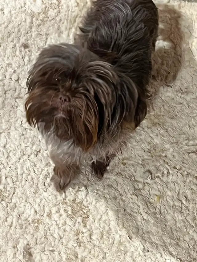 2 Year old Chocolate Intact Female Yorkie - Photo 3