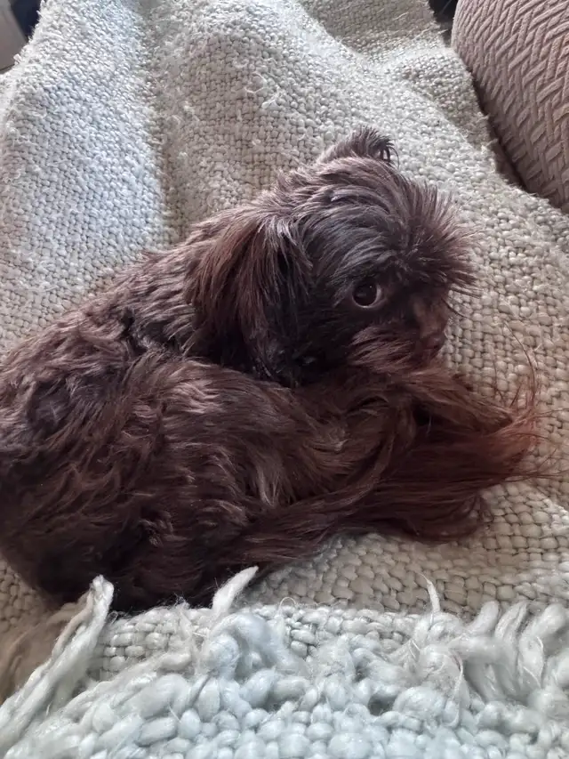 2 Year old Chocolate Intact Female Yorkie - Photo 4