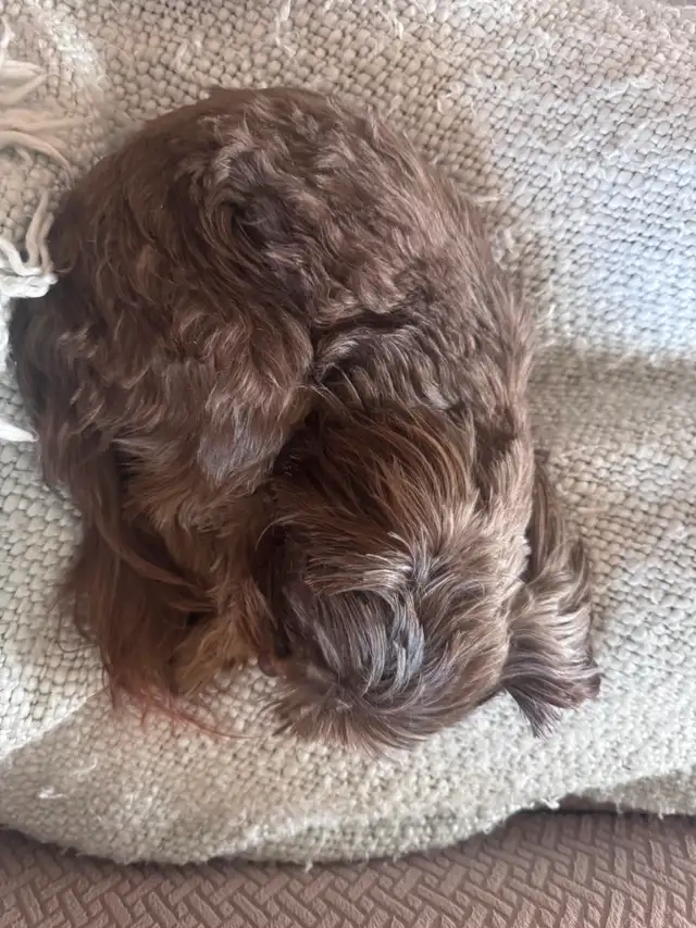 2 Year old Chocolate Intact Female Yorkie - Photo 5