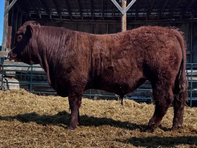 PUREBRED YEARLING SALER BULL