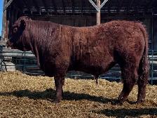 PUREBRED YEARLING SALER BULL