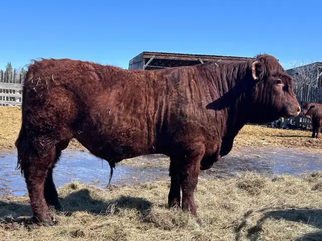PUREBRED YEARLING SALER BULL - Photo 4