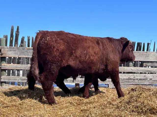 PUREBRED YEARLING SALER BULL - Photo 5