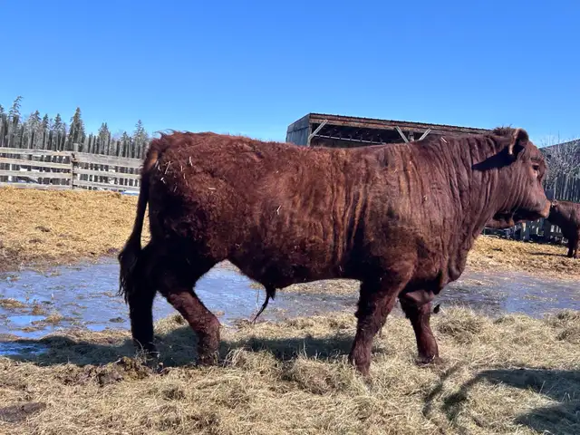 PUREBRED YEARLING SALER BULL - Photo 6