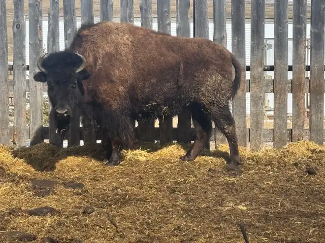5 Buffalo - Photo 3