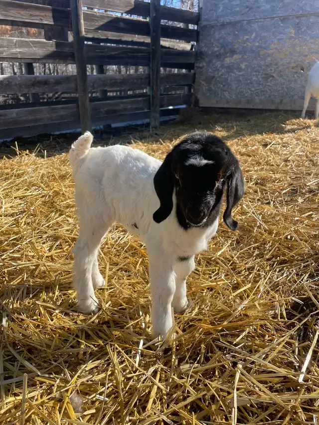 Boer bottle baby - Photo 2