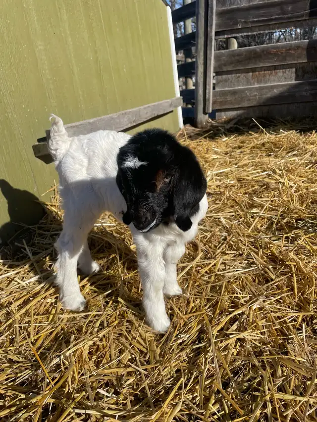 Boer bottle baby - Photo 3