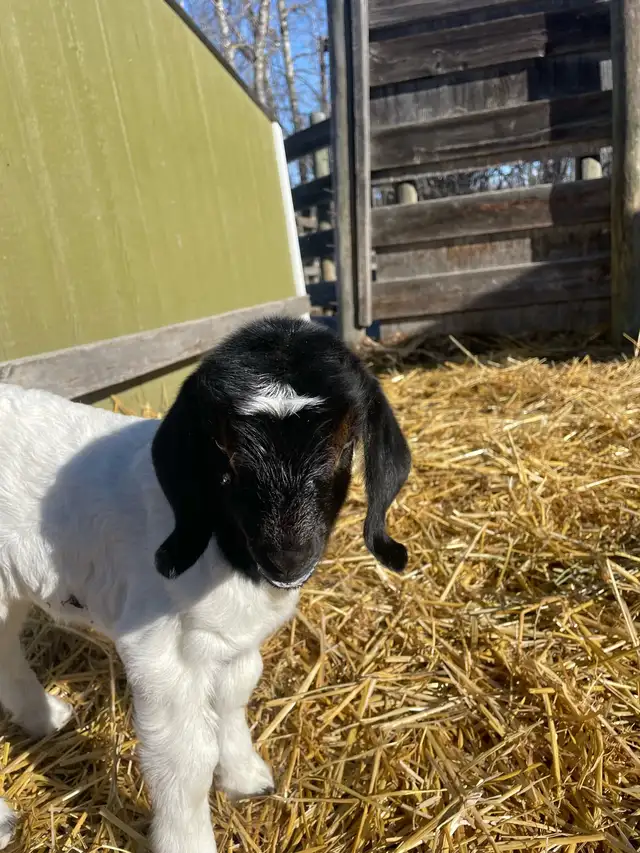 Boer bottle baby - Photo 4