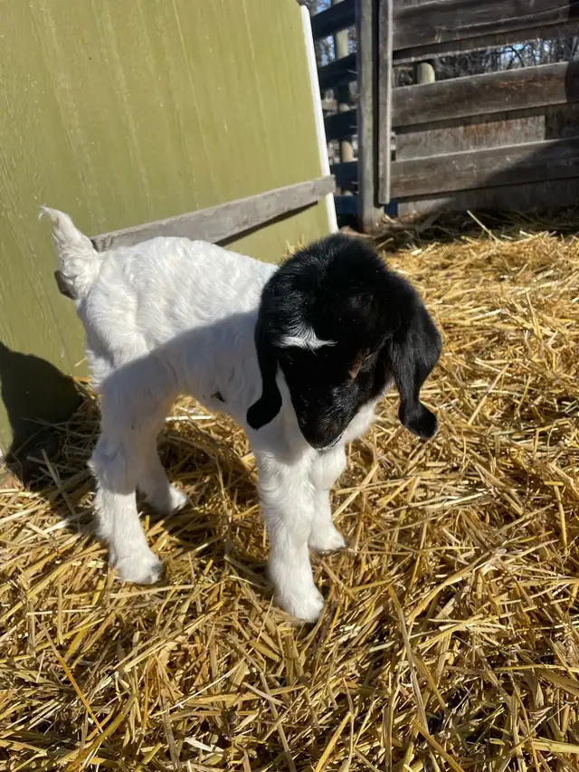 Boer bottle baby - Photo 5