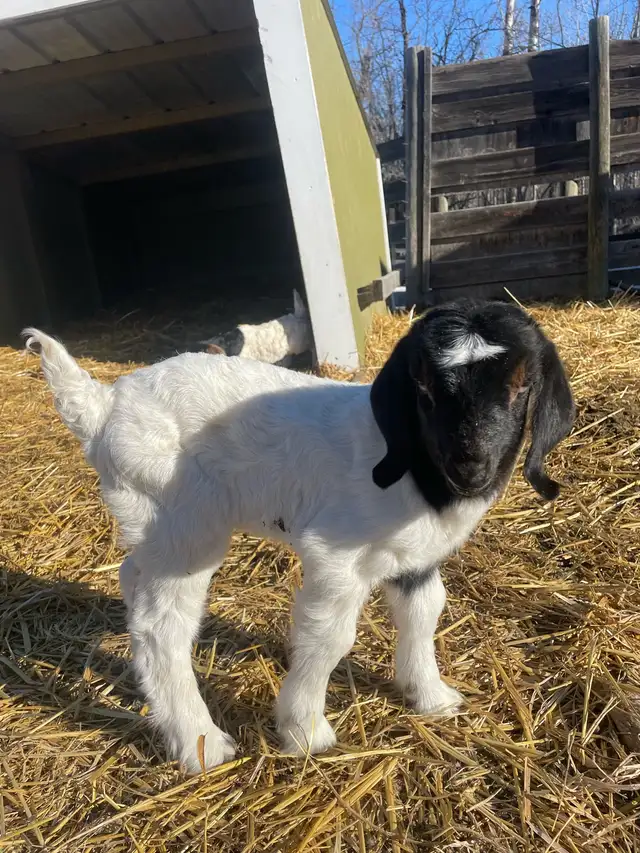 Boer bottle baby - Photo 6