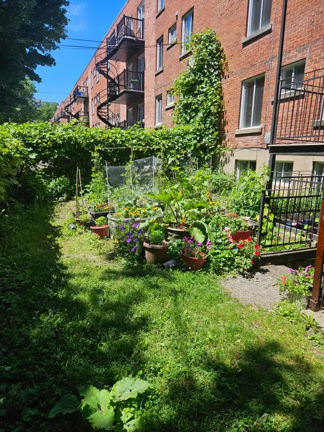 4 1/2 à louer 2030 avenue patricia - Photo 9