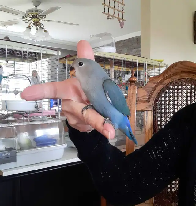 beau bébé inséparable roseicollis nourrit à la main - Photo 2