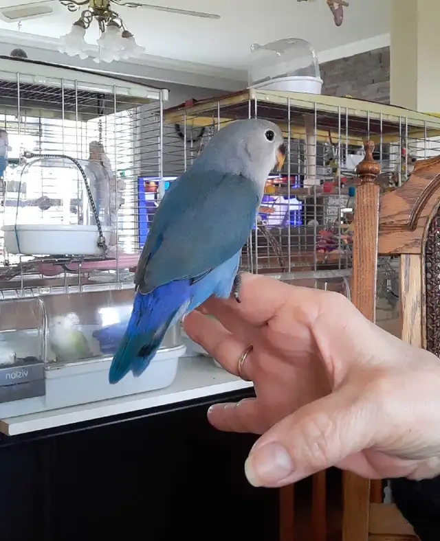 beau bébé inséparable roseicollis nourrit à la main - Photo 3