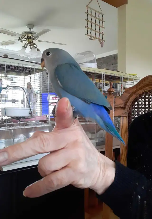 beau bébé inséparable roseicollis nourrit à la main - Photo 5