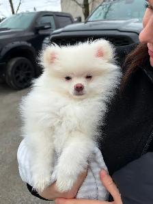Pomeranien mâle blanc