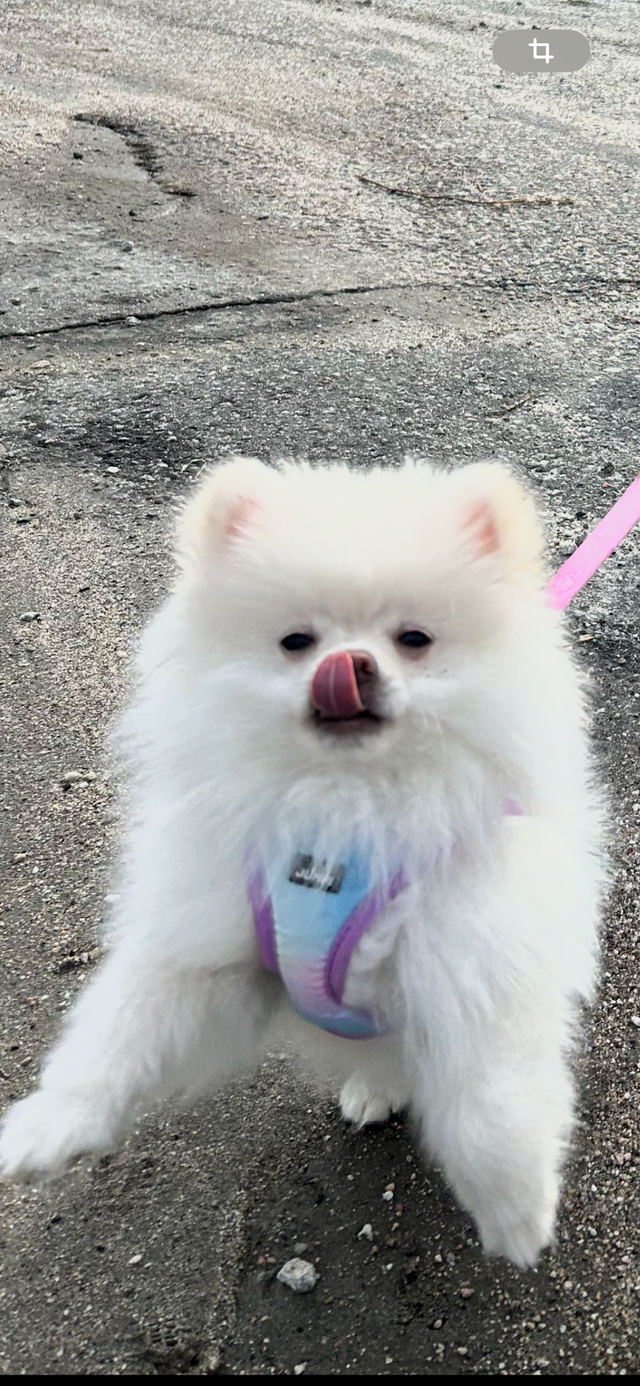 Pomeranien mâle blanc - Photo 2