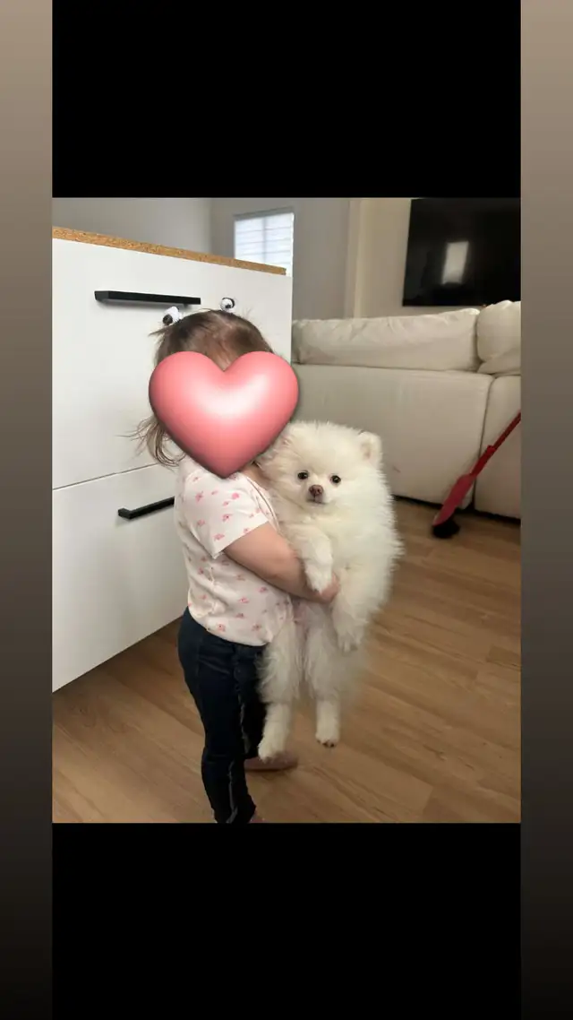 Pomeranien mâle blanc - Photo 3