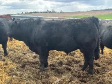 Purebred Limousin Yearling Bulls
