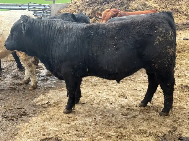 Purebred Limousin Yearling Bulls - Photo 2