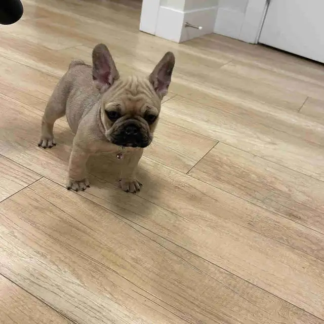 Frenchie and bulldog mix