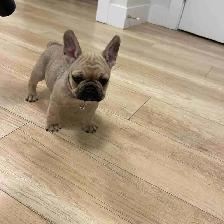 Frenchie and bulldog mix