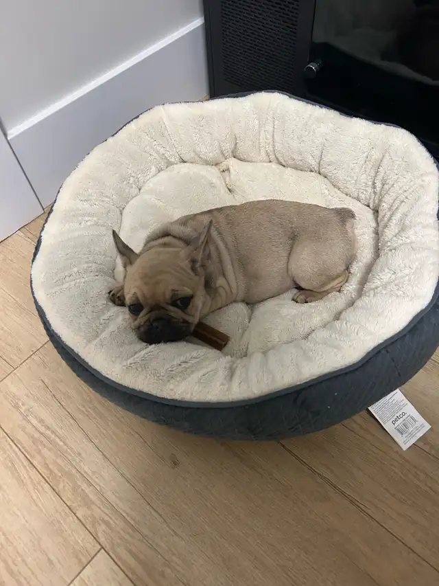 Frenchie and bulldog mix - Photo 3