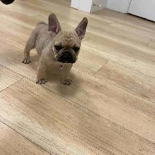 Frenchie and Bulldog Mix