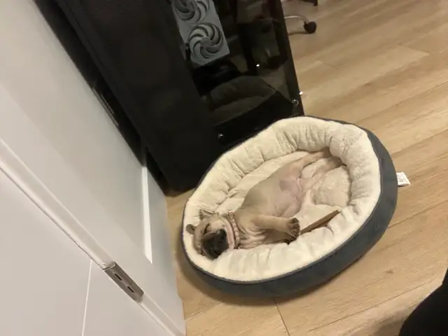 Frenchie and Bulldog Mix - Photo 2