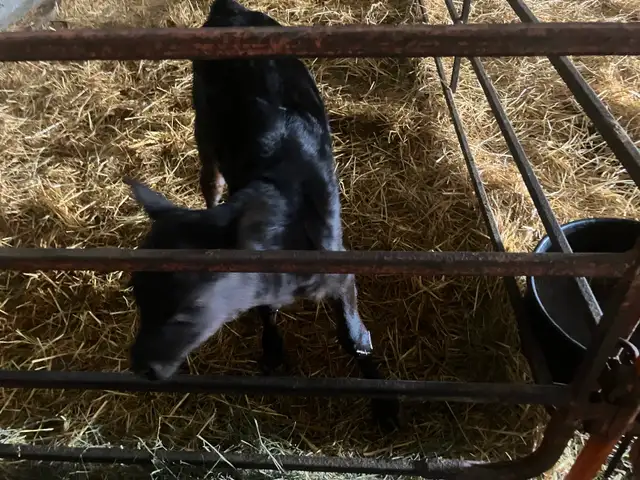 Jersey Angus Cross Heifer Calf