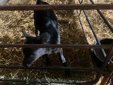 Jersey Angus Cross Heifer Calf