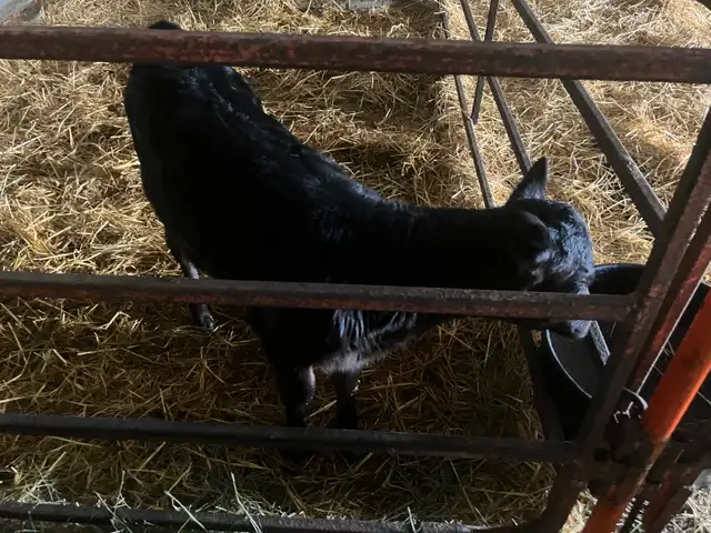 Jersey Angus Cross Heifer Calf - Photo 2