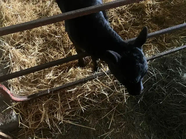 Jersey Angus Cross Heifer Calf - Photo 3
