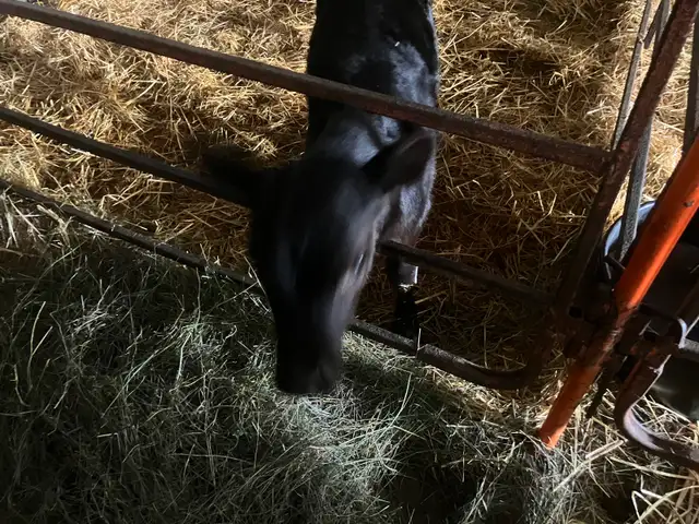 Jersey Angus Cross Heifer Calf - Photo 4