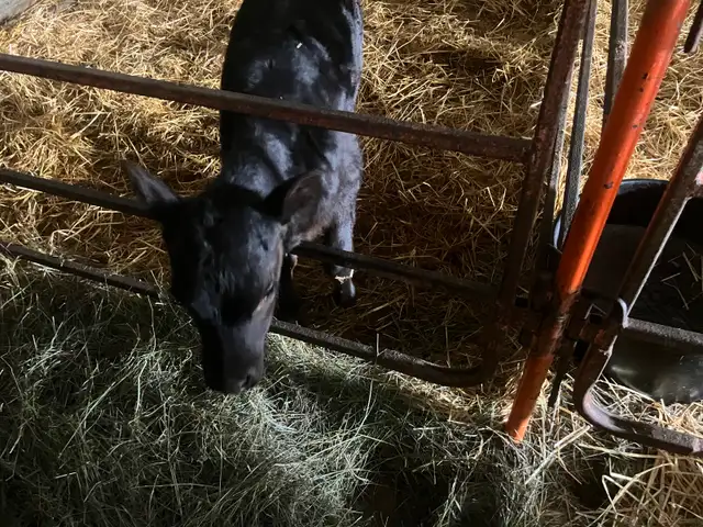 Jersey Angus Cross Heifer Calf - Photo 5