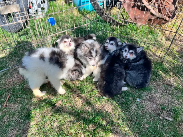 Alaskan Miniature Huskies puppies