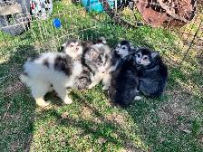 Alaskan Miniature Huskies puppies