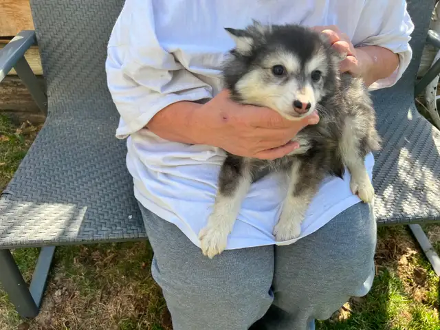 Alaskan Miniature Huskies puppies - Photo 2