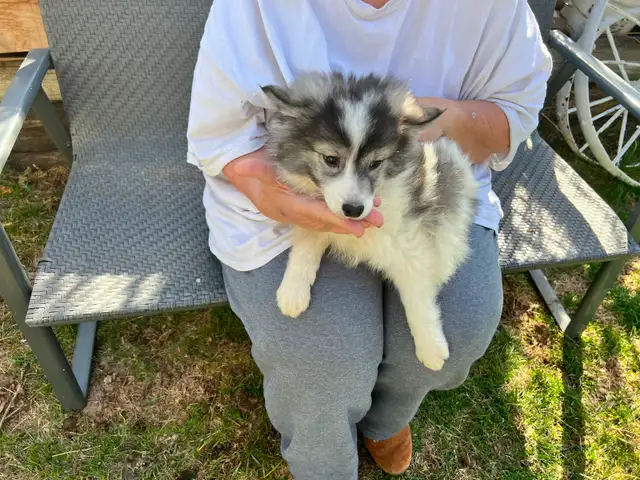 Alaskan Miniature Huskies puppies - Photo 3