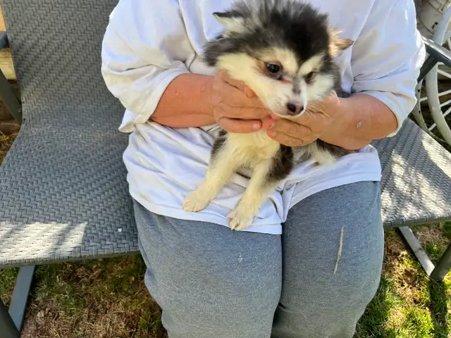 Alaskan Miniature Huskies puppies - Photo 4